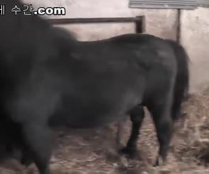 흥분한 여자가 그녀의 음부를 핥아 주게 돼