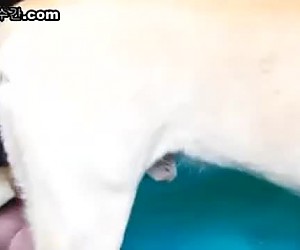 개 구강 성교